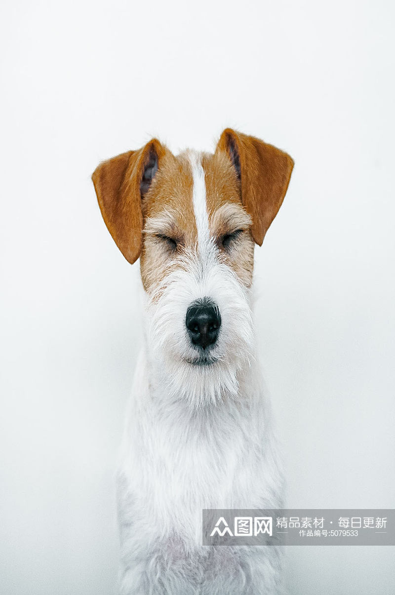 棕白色狗狗摄影图片素材