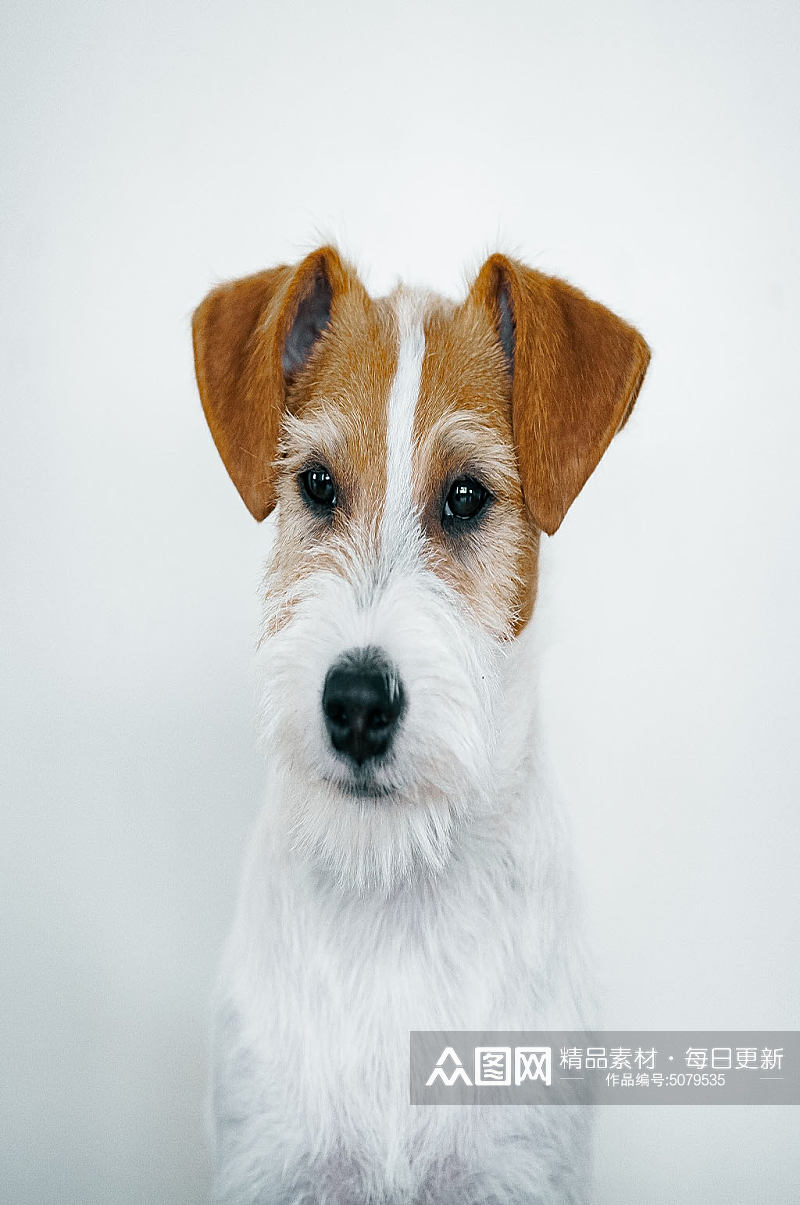 棕白色狗狗摄影图片素材