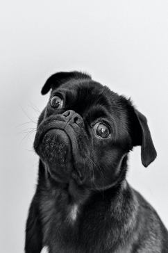 可爱小狗狗摄影图