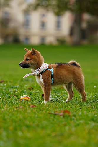 可爱宠物狗狗秋田犬图片