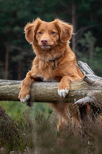 可爱高清狗狗田园犬图片