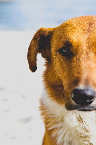 可爱中华田园犬宠物狗摄影图片