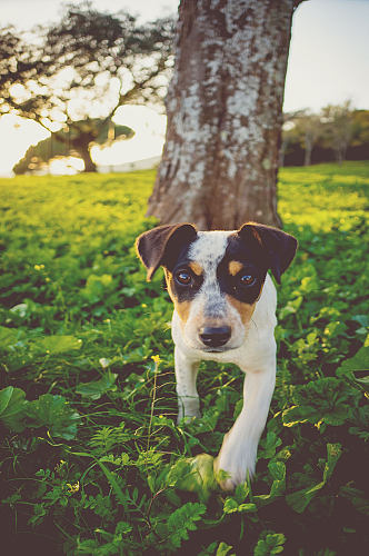 可爱中华田园犬宠物狗摄影图片