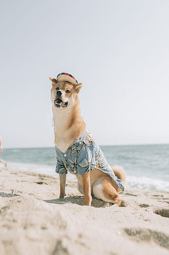 萌宠柴犬宠物狗狗照片