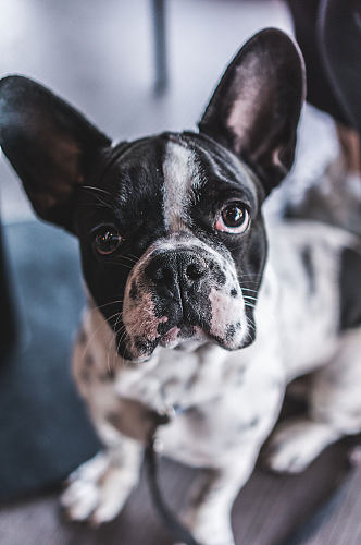 萌宠法斗犬宠物狗狗照片