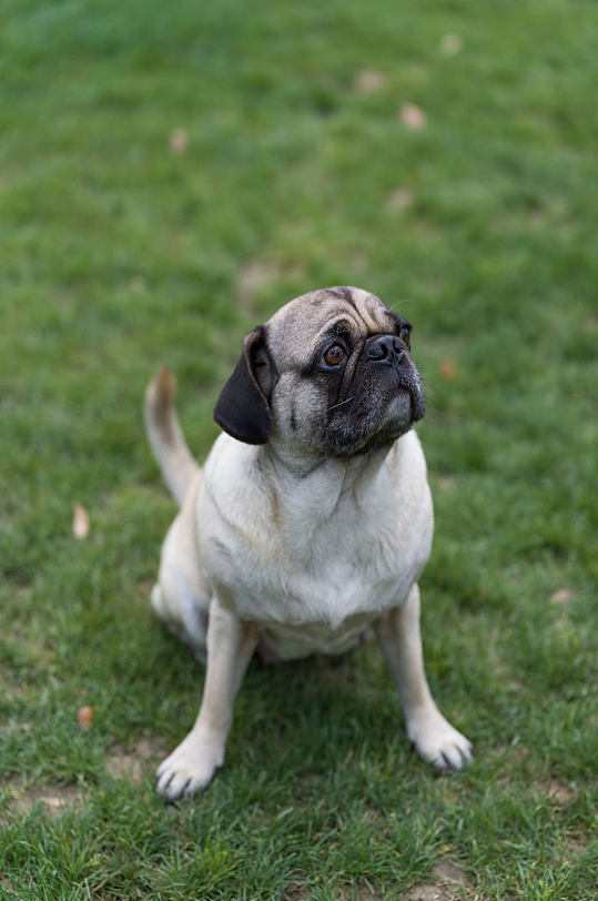 萌宠宠物狗狗八哥犬照片