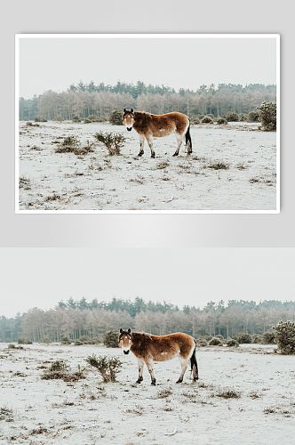 冬季雪地马匹摄影图