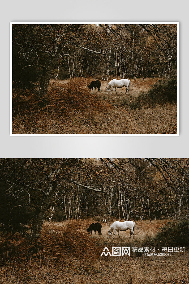 秋季户外马匹摄影图素材