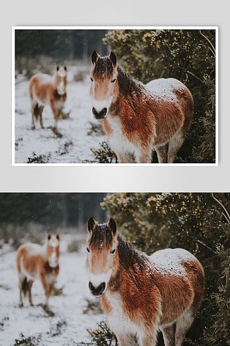 高原小矮马摄影图片