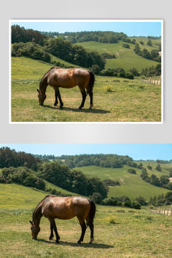 大草原马动物摄影图