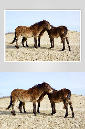 大自然马动物摄影图