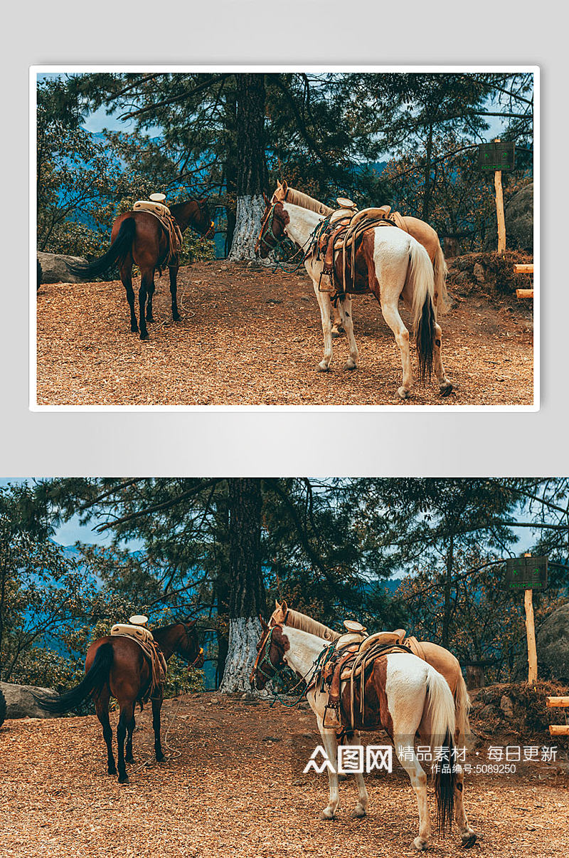 高原骏马动物摄影图素材
