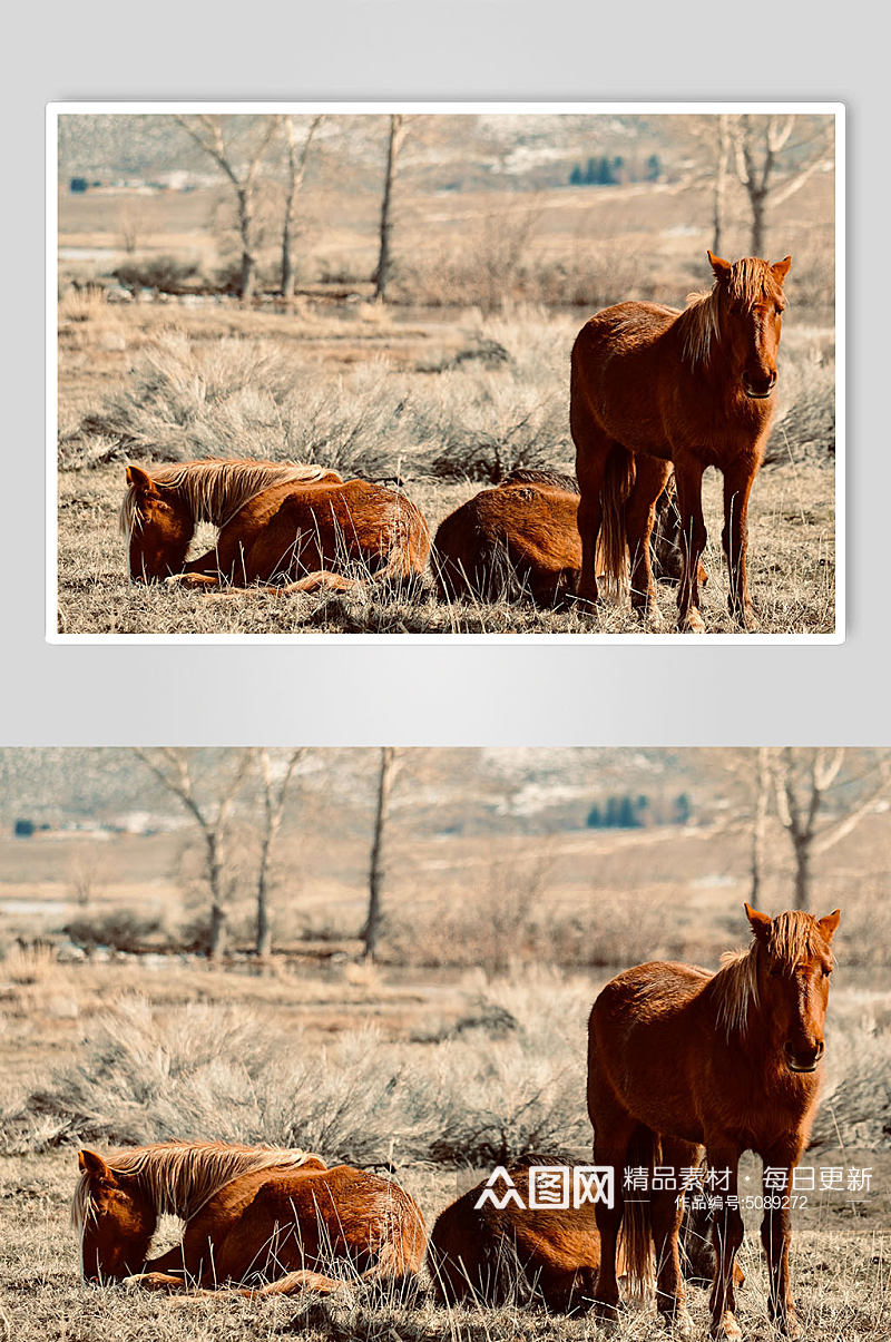 户外草地休息的马摄影图素材