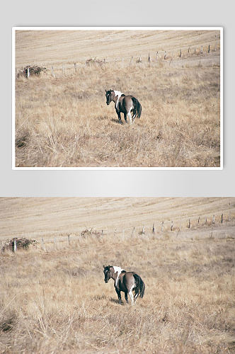 高原骏马动物摄影图