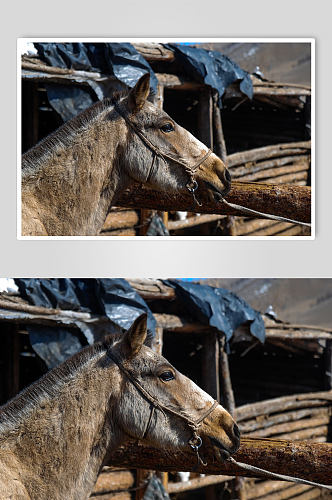 高原骏马动物摄影图
