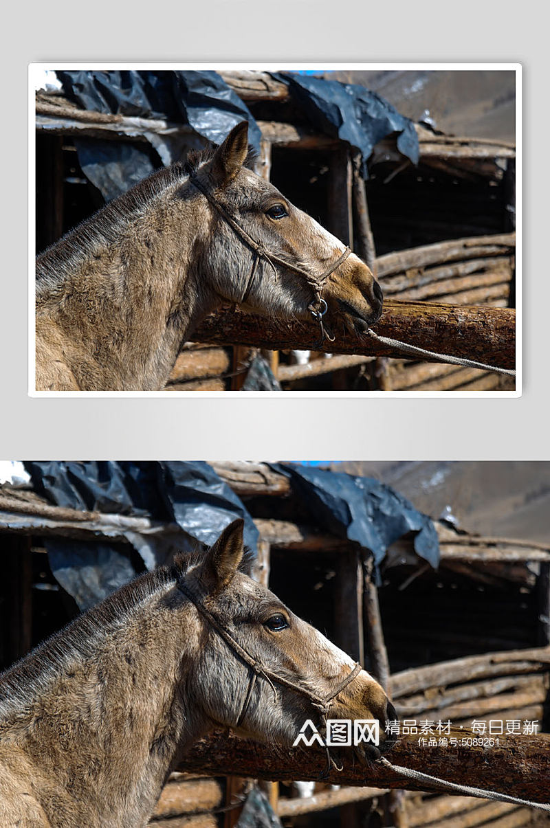 高原骏马动物摄影图素材