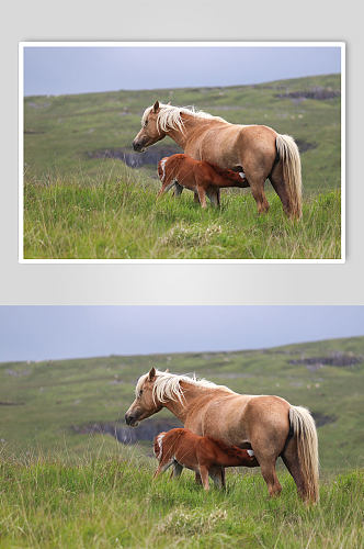 草地上的马动物摄影图