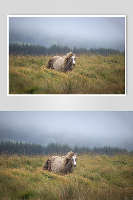 奔跑的马动物摄影图