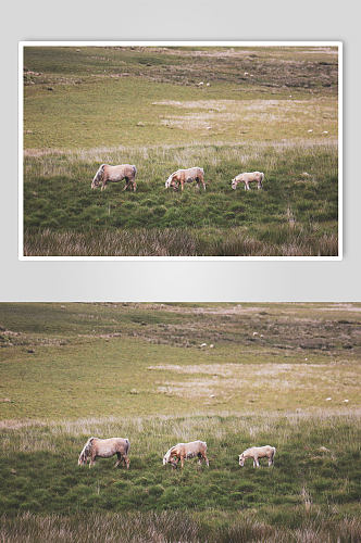 草地上的马动物摄影图