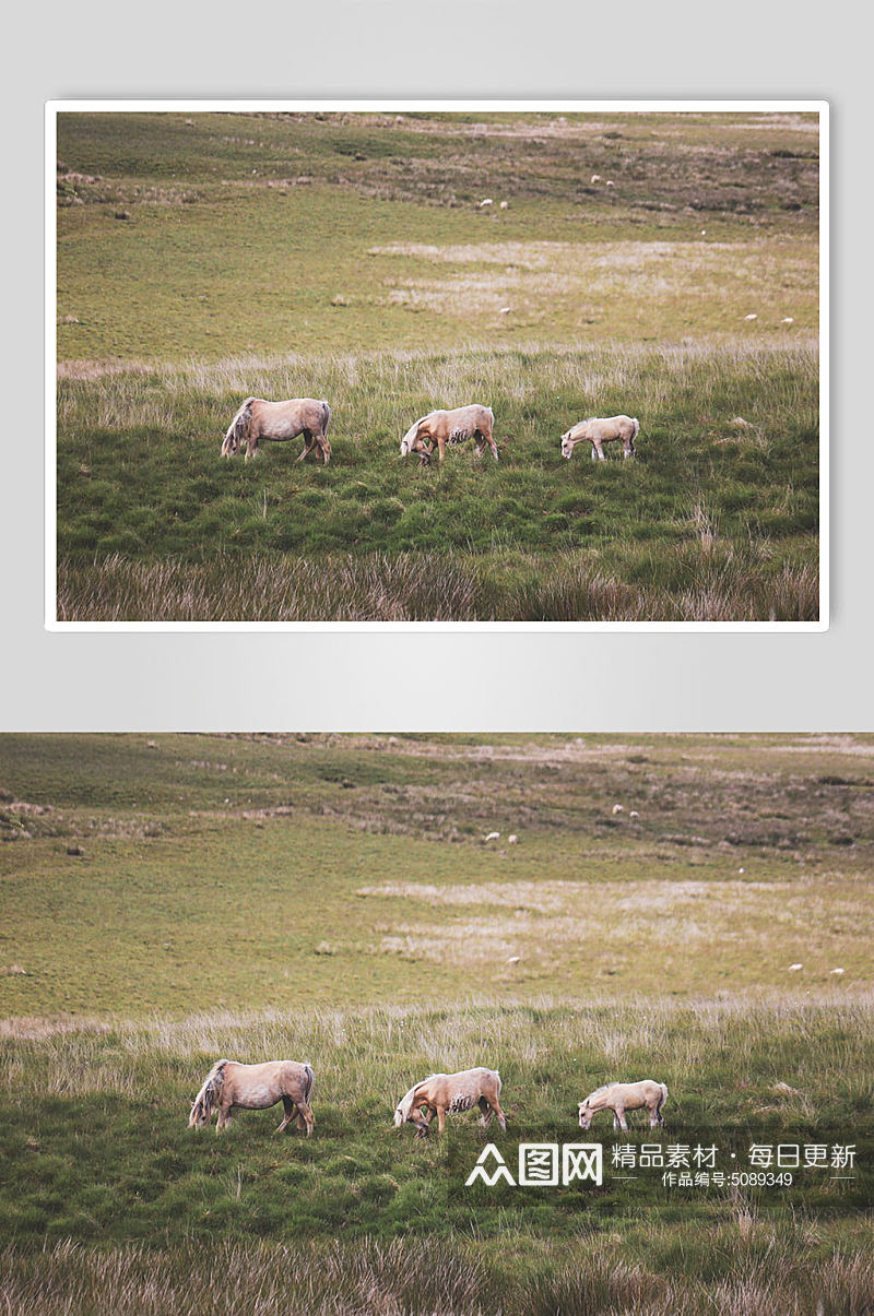 草地上的马动物摄影图素材