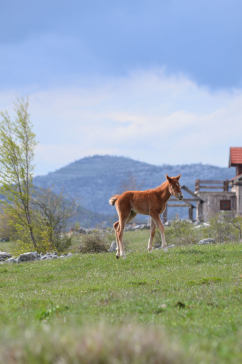 草原马匹摄影图片