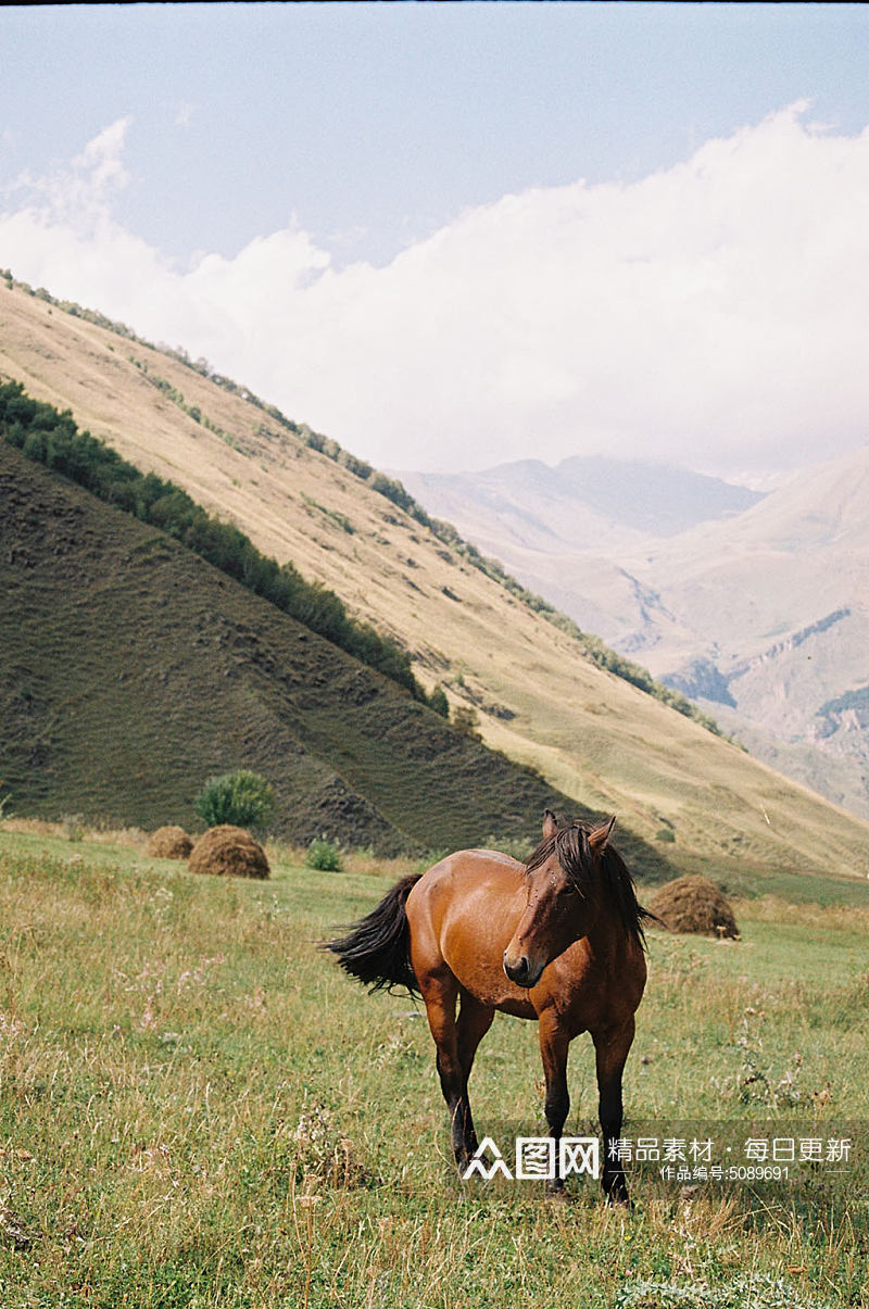草原马匹摄影图片素材