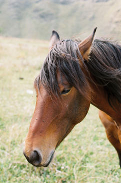 草原马匹摄影图片