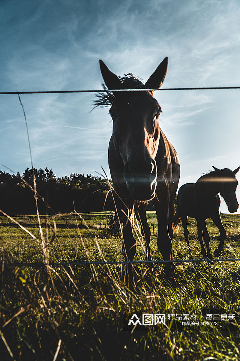 草原的马摄影图片素材