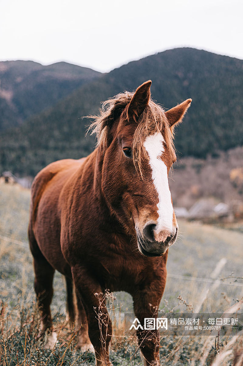 草原的马摄影图片素材