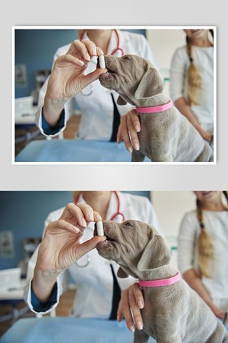 宠物医生创意摄影