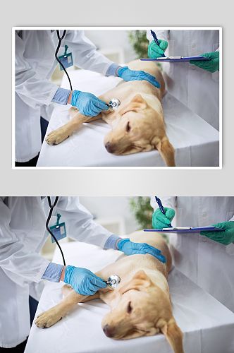 宠物医生创意摄影