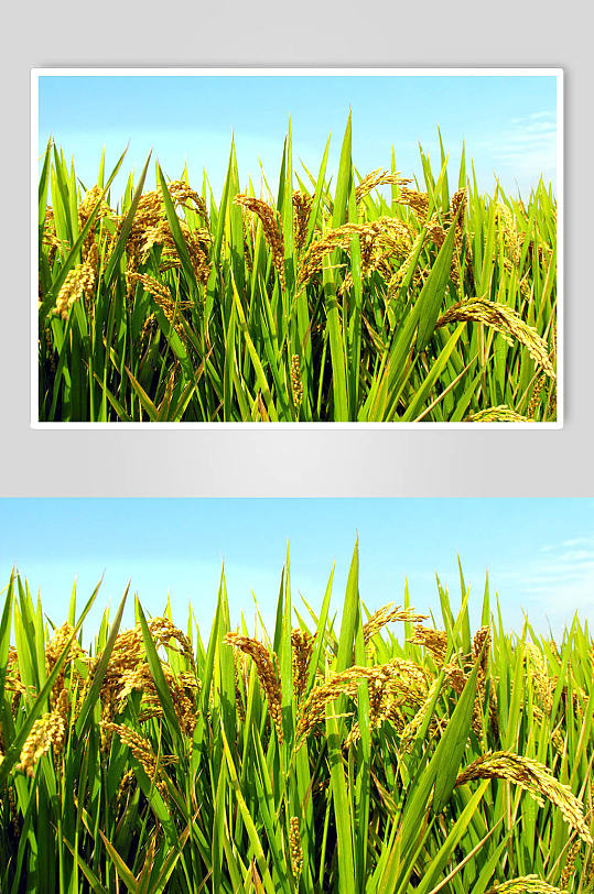 水稻粮食摄影图片-众图网
