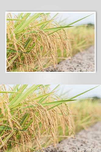 水稻粮食摄影图片