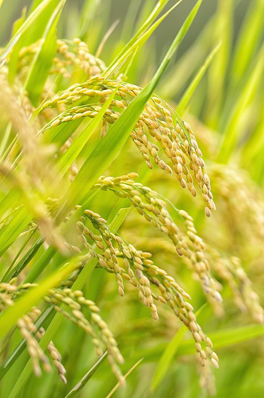 水稻农业摄影图片-众图网