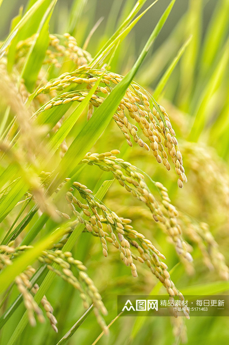 水稻农业摄影图片素材