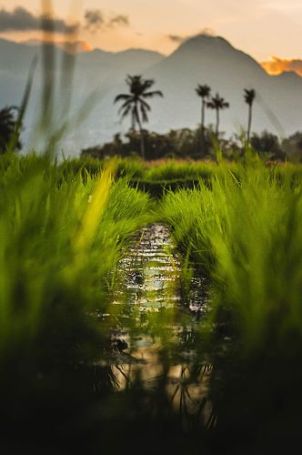 水稻农业摄影图片