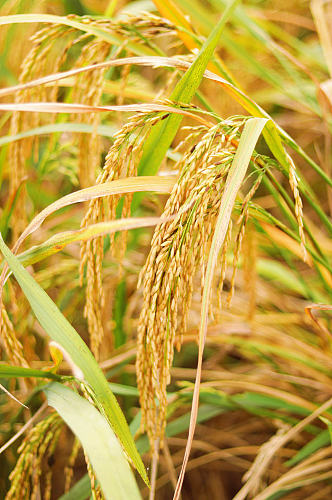 水稻农业摄影图片