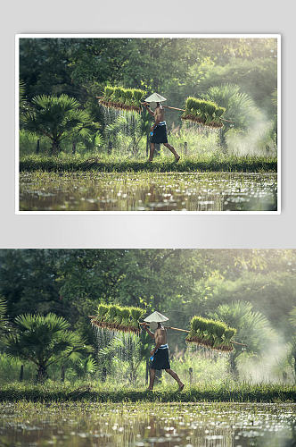 水稻创意摄影图片
