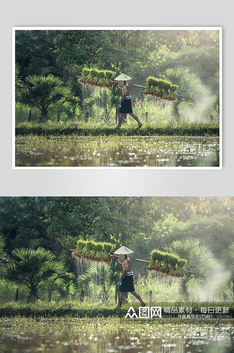 水稻创意摄影图片素材