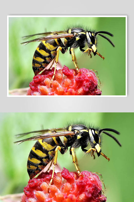 动物昆虫高清图片