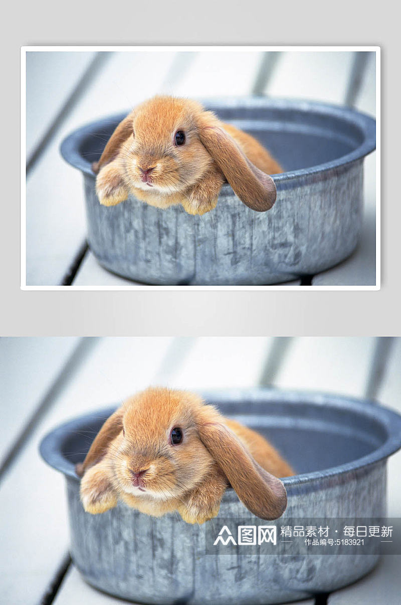 可爱萌宠兔子高清图片素材