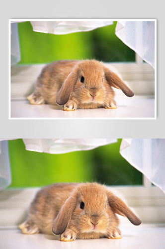 可爱萌宠兔子高清图片