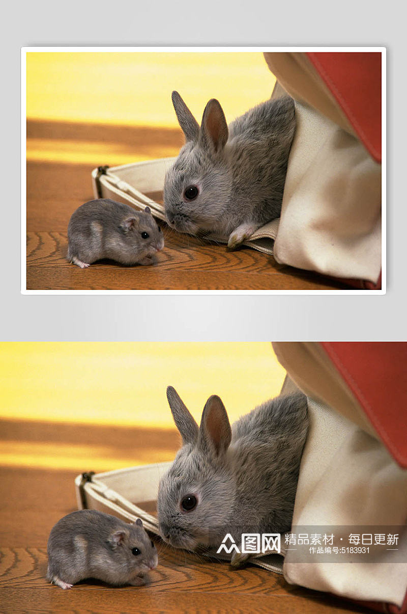 可爱萌宠兔子高清图片素材