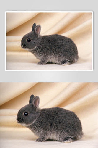 可爱萌宠兔子高清图片