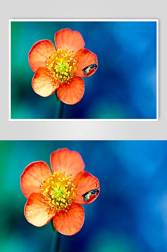 高清实拍植物花卉图片