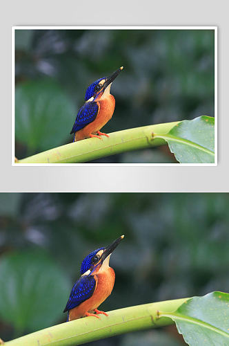 蓝耳翠鸟高清实拍飞禽摄影图片