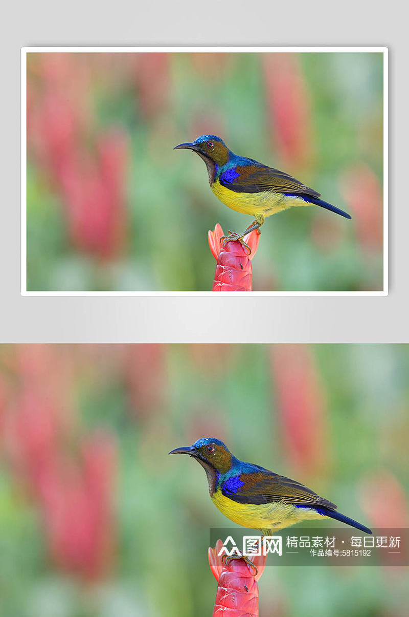 褐喉食蜜鸟高清实拍飞禽摄影图片素材