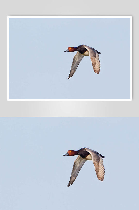 红头潜鸭高清实拍飞禽摄影图片