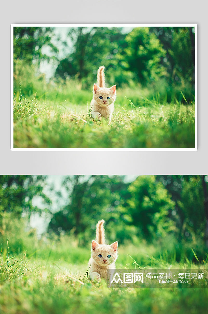高清可爱猫咪摄影图片素材