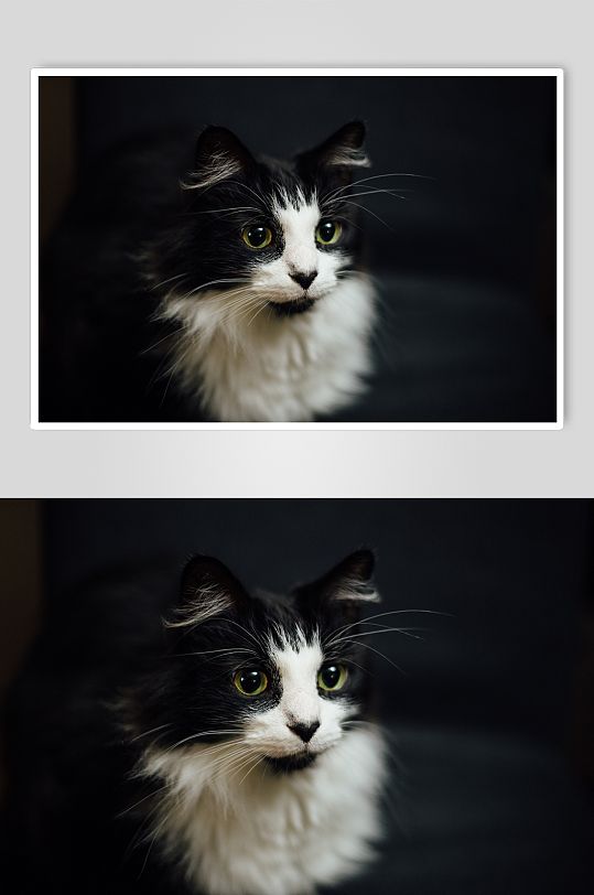 高清可爱猫咪短尾猫摄影图片
